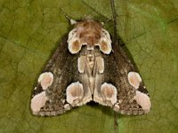 Thyatira batis 6, Braamvlinder, Saxifraga-Ab H Baas